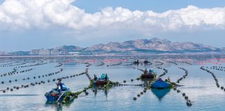 Cina: coltivazione di alghe Gracilaria al largo di Rongcheng (3)