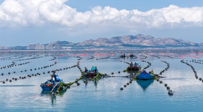 Cina: coltivazione di alghe Gracilaria al largo di Rongcheng (3)