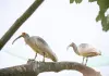 Cina: popolazione di ibis crestati supera i 12.000 esemplari (1)