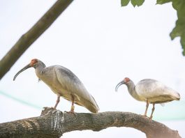 Cina: popolazione di ibis crestati supera i 12.000 esemplari (1)