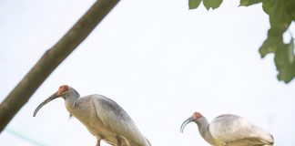 Cina: popolazione di ibis crestati supera i 12.000 esemplari (1)