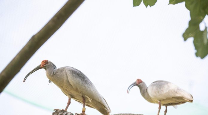 Cina: popolazione di ibis crestati supera i 12.000 esemplari (1)