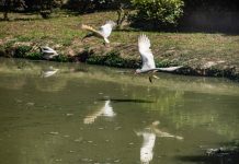 Cina: popolazione di ibis crestati supera i 12.000 esemplari (2)