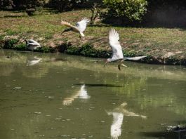 Cina: popolazione di ibis crestati supera i 12.000 esemplari (2)