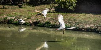 Cina: popolazione di ibis crestati supera i 12.000 esemplari (2)