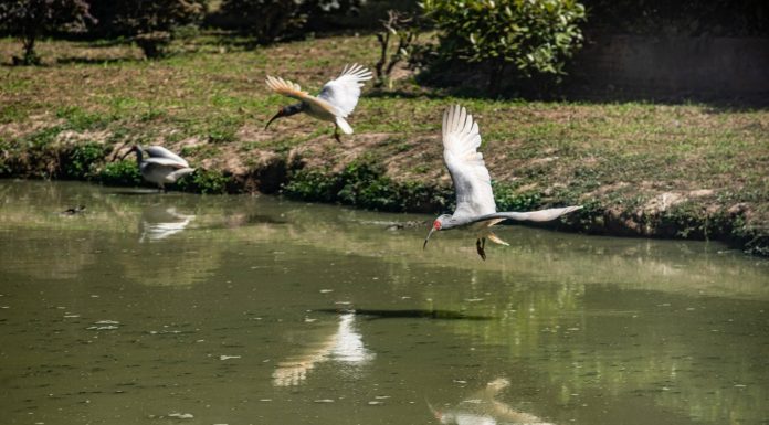 Cina: popolazione di ibis crestati supera i 12.000 esemplari (2)