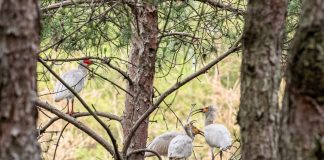 Cina: popolazione di ibis crestati supera i 12.000 esemplari (3)