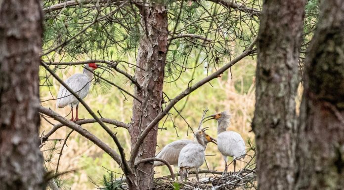 Cina: popolazione di ibis crestati supera i 12.000 esemplari (3)