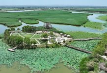 Cina: paesaggi con fiori di loto nel parco delle zone umide di Yinchuan (1)