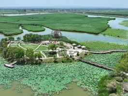 Cina: paesaggi con fiori di loto nel parco delle zone umide di Yinchuan (1)