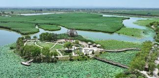 Cina: paesaggi con fiori di loto nel parco delle zone umide di Yinchuan (1)
