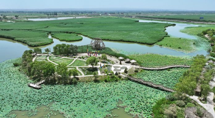 Cina: paesaggi con fiori di loto nel parco delle zone umide di Yinchuan (1)