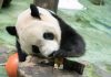 Cina: il panda Yuanbao festeggia 6 anni allo zoo di Taipei (2)