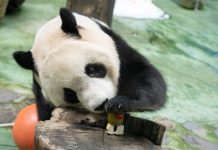 Cina: il panda Yuanbao festeggia 6 anni allo zoo di Taipei (2)
