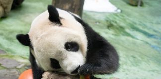 Cina: il panda Yuanbao festeggia 6 anni allo zoo di Taipei (2)