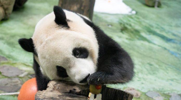 Cina: il panda Yuanbao festeggia 6 anni allo zoo di Taipei (2)