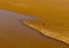 Cina: uccelli migratori lungo il Fiume Giallo nel Ningxia (2)