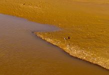 Cina: uccelli migratori lungo il Fiume Giallo nel Ningxia (2)