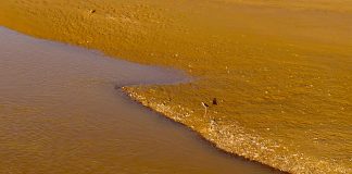 Cina: uccelli migratori lungo il Fiume Giallo nel Ningxia (2)