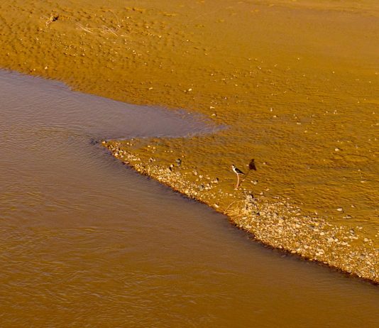 Cina: uccelli migratori lungo il Fiume Giallo nel Ningxia (2)