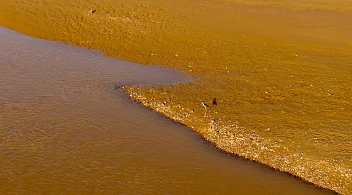 Cina: uccelli migratori lungo il Fiume Giallo nel Ningxia (2)