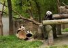 Cina: panda giganti tra tutela e nuove generazioni (2)