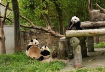 Cina: panda giganti tra tutela e nuove generazioni (2)