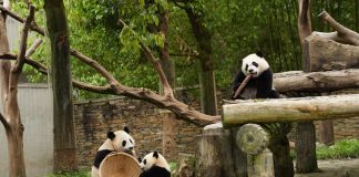 Cina: panda giganti tra tutela e nuove generazioni (2)