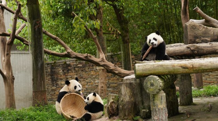 Cina: panda giganti tra tutela e nuove generazioni (2)