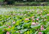 Cina: paesaggi con fiori di loto nel parco delle zone umide di Yinchuan (2)