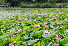 Cina: paesaggi con fiori di loto nel parco delle zone umide di Yinchuan (2)