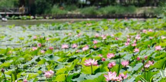 Cina: paesaggi con fiori di loto nel parco delle zone umide di Yinchuan (2)