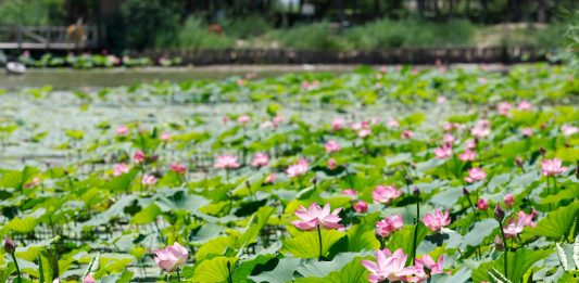 Cina: paesaggi con fiori di loto nel parco delle zone umide di Yinchuan (2)