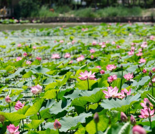Cina: paesaggi con fiori di loto nel parco delle zone umide di Yinchuan (2)