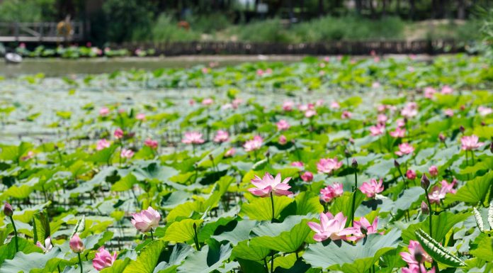 Cina: paesaggi con fiori di loto nel parco delle zone umide di Yinchuan (2)