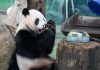 Cina: il panda Yuanbao festeggia 6 anni allo zoo di Taipei (3)