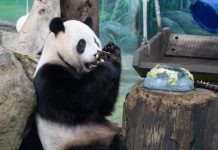 Cina: il panda Yuanbao festeggia 6 anni allo zoo di Taipei (3)