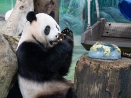 Cina: il panda Yuanbao festeggia 6 anni allo zoo di Taipei (3)