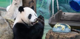 Cina: il panda Yuanbao festeggia 6 anni allo zoo di Taipei (3)