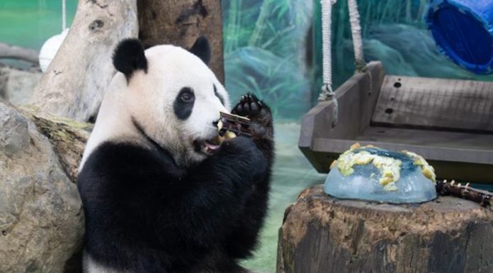 Cina: il panda Yuanbao festeggia 6 anni allo zoo di Taipei (3)