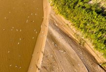 Cina: uccelli migratori lungo il Fiume Giallo nel Ningxia (3)
