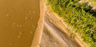 Cina: uccelli migratori lungo il Fiume Giallo nel Ningxia (3)