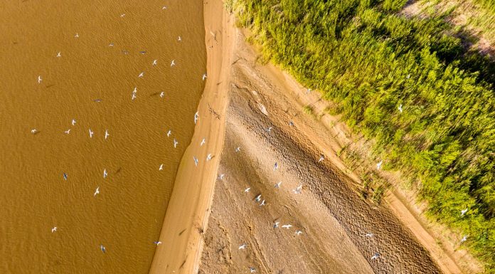 Cina: uccelli migratori lungo il Fiume Giallo nel Ningxia (3)