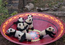 Cina: panda giganti tra tutela e nuove generazioni (3)