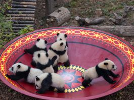 Cina: panda giganti tra tutela e nuove generazioni (3)