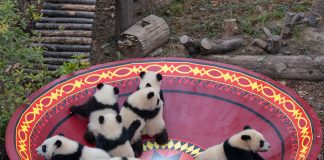 Cina: panda giganti tra tutela e nuove generazioni (3)