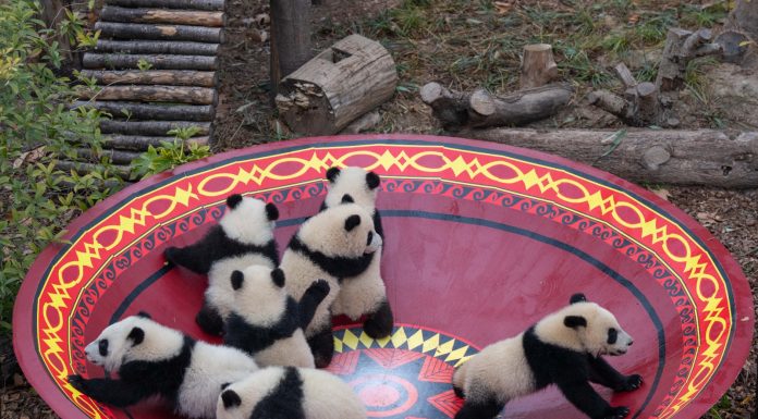 Cina: panda giganti tra tutela e nuove generazioni (3)