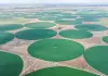 Cina: Mongolia Interna, coltura di foraggio pregiato blocca desertificazione (3)