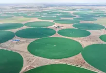 Cina: Mongolia Interna, coltura di foraggio pregiato blocca desertificazione (3)