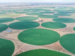 Cina: Mongolia Interna, coltura di foraggio pregiato blocca desertificazione (3)